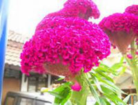 Brain celosia celosia cristata for anpflanzung in tropical garten