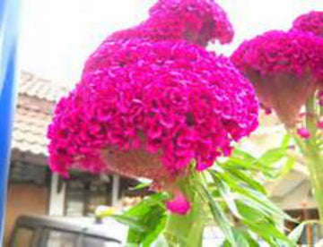 Brain celosia celosia cristata for anpflanzung in tropical garten
