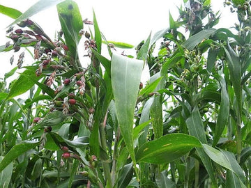 Job's tears grain blume samen for anpflanzung - perfect for borders, heirloom & gmo free samen for home garten
 
 sale samen for home garten