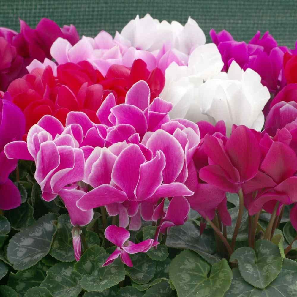 Persicum blume samen for anpflanzung - fragrant blossoms, heirloom & gmo free samen for home garten
 
 sale for anpflanzung in home garten.