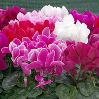 Persicum blume samen for anpflanzung - fragrant blossoms, heirloom & gmo free samen for home garten
 
 sale for anpflanzung in home garten.