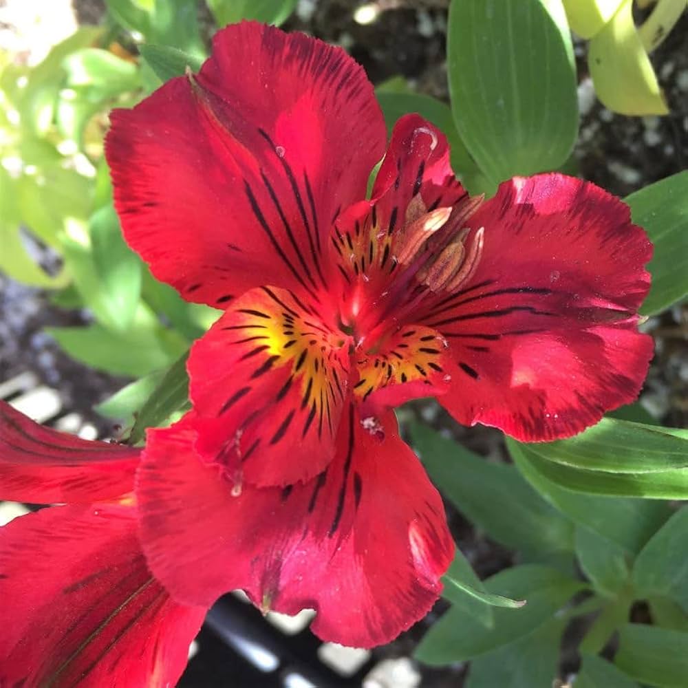 Peruvian Lilie Alstroemeria Blumensamen