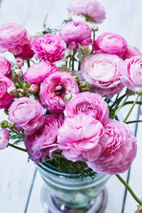Ranunculus baby rosa blume samen for anpflanzung - garten favorite, heirloom & gmo free samen for home garten
 
 sale samen for anpflanzung in home garten