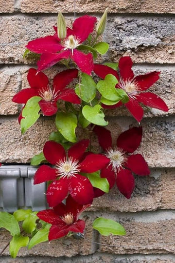 Clematis burgundy blume samen for anpflanzung - low maintenance, heirloom & gmo free samen for home garten
 
 sale for anpflanzung in home garten.