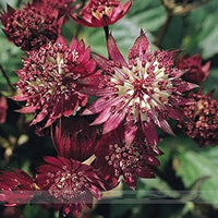 Maroon astrantia blume samen for anpflanzung – premium heirloom, non-gmo, high germination organic garten samen
 
 sale for anpflanzung in home garten.