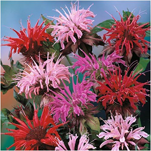 Balm Samen zur Aussaat Hausgarten Blume Beet