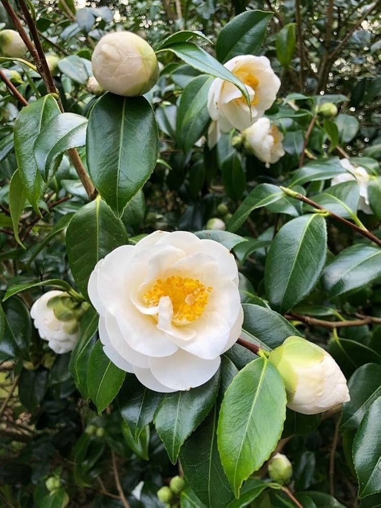 Weiß Blume Pot Blumensamen zur Aussaat – lang Blüte Saison – Traditionssorte & ohne Gentechnik Samen Hausgarten