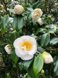 Weiß Blume Pot Blumensamen zur Aussaat – lang Blüte Saison – Traditionssorte & ohne Gentechnik Samen Hausgarten