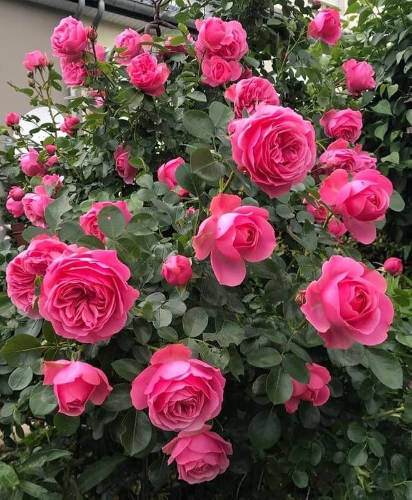 dunkel Rosa Rose Blumensamen kompakt Wuchs Traditionssorte & ohne Gentechnik Samen Hausgarten