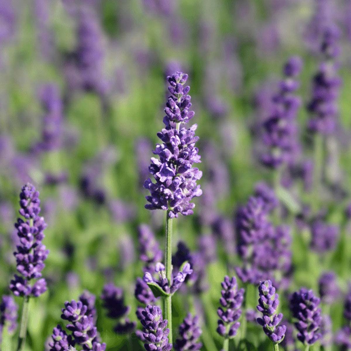Lavendel Lavandula angustifolia Blumensamen zur Aussaat Blume Beet