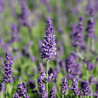 Lavendel Lavandula angustifolia Blumensamen zur Aussaat Blume Beet