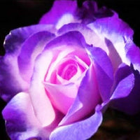selten Rose Samen 24 Blume