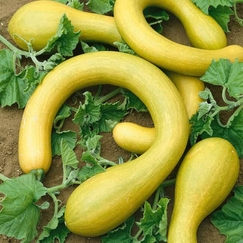 Semillas de trombocino para sembrar fácilmente