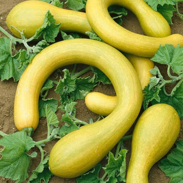 Trombocino Gemüsesamen für einfache Aussaat