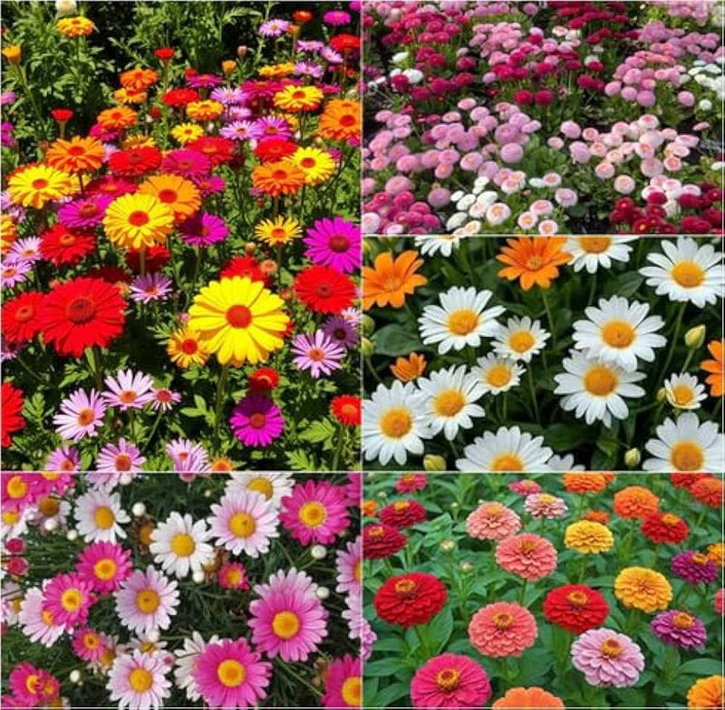 Gemischt Argyranthemum Blumensamen zur Aussaat – Schnitt Blume beliebt – Traditionssorte & ohne Gentechnik Samen Hausgarten
