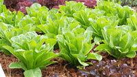 Lettuce Blumensamen zur Aussaat – leuchtend – Traditionssorte & ohne Gentechnik Samen Hausgarten