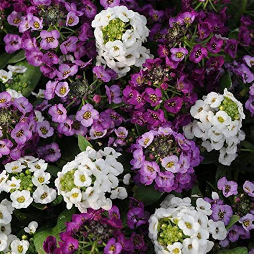 Alyssum Cup Series Mischung Blumensamen zur Aussaat Frühling Rabatten