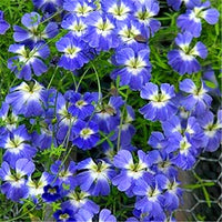 Blau hängend Kapuzinerkresse Blumensamen zur Aussaat – pflegeleicht – Traditionssorte & ohne Gentechnik Samen Hausgarten