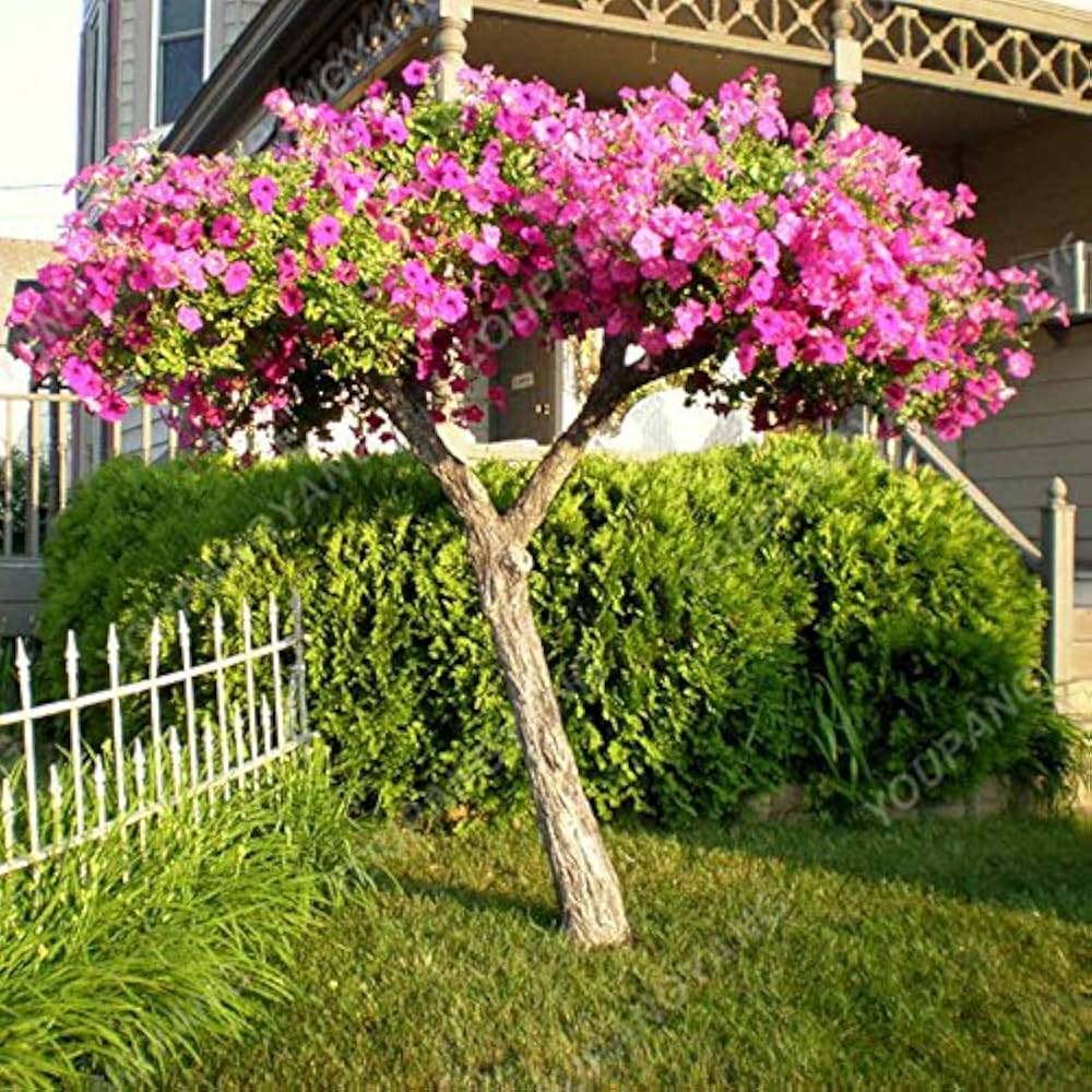 hell Rosa Cerasus mehrjährig Blumensamen zur Aussaat duftend Blüten Traditionssorte & ohne Gentechnik Samen Hausgarten