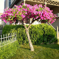 hell Rosa Cerasus mehrjährig Blumensamen zur Aussaat duftend Blüten Traditionssorte & ohne Gentechnik Samen Hausgarten