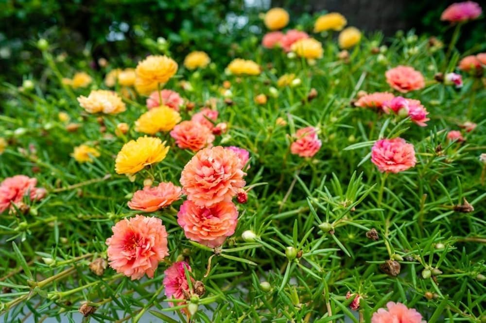 Rosa Moss Rose Blumensamen zur Aussaat – farbenfroh Schau – Traditionssorte & ohne Gentechnik Samen Hausgarten