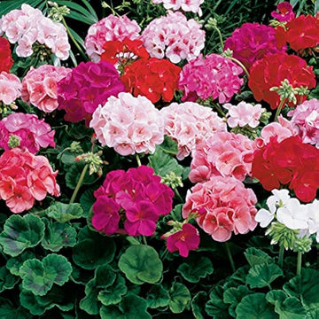 Mixed geranium blume samen for anpflanzung - pollinator friendly, heirloom & gmo free samen for home garten
 
 sale samen for anpflanzung in home garten