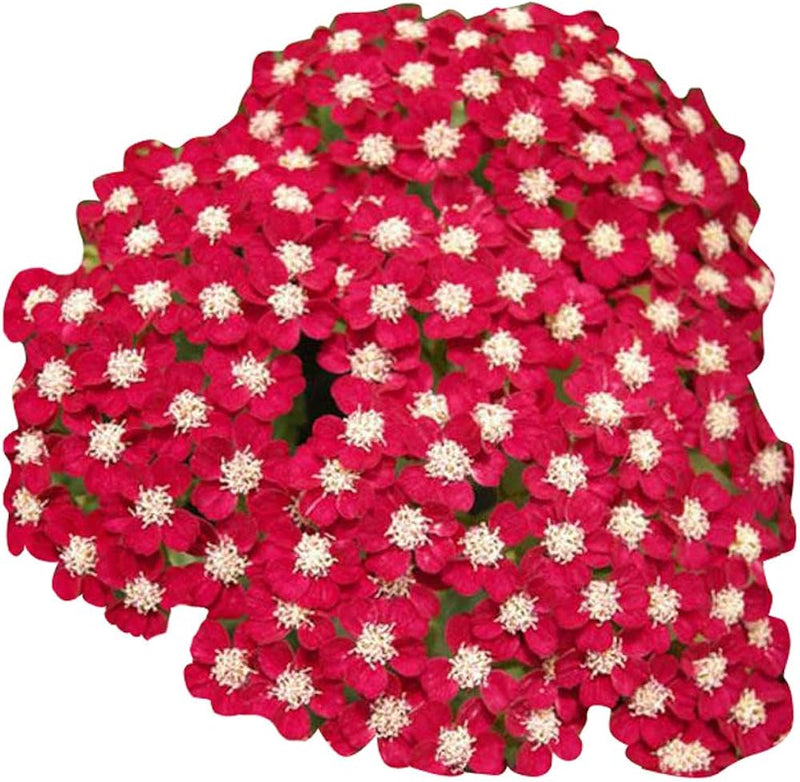 Rot achillea blume samen for anpflanzung - colorful display, heirloom & gmo free samen for home garten
sale samen for anpflanzung in home garten