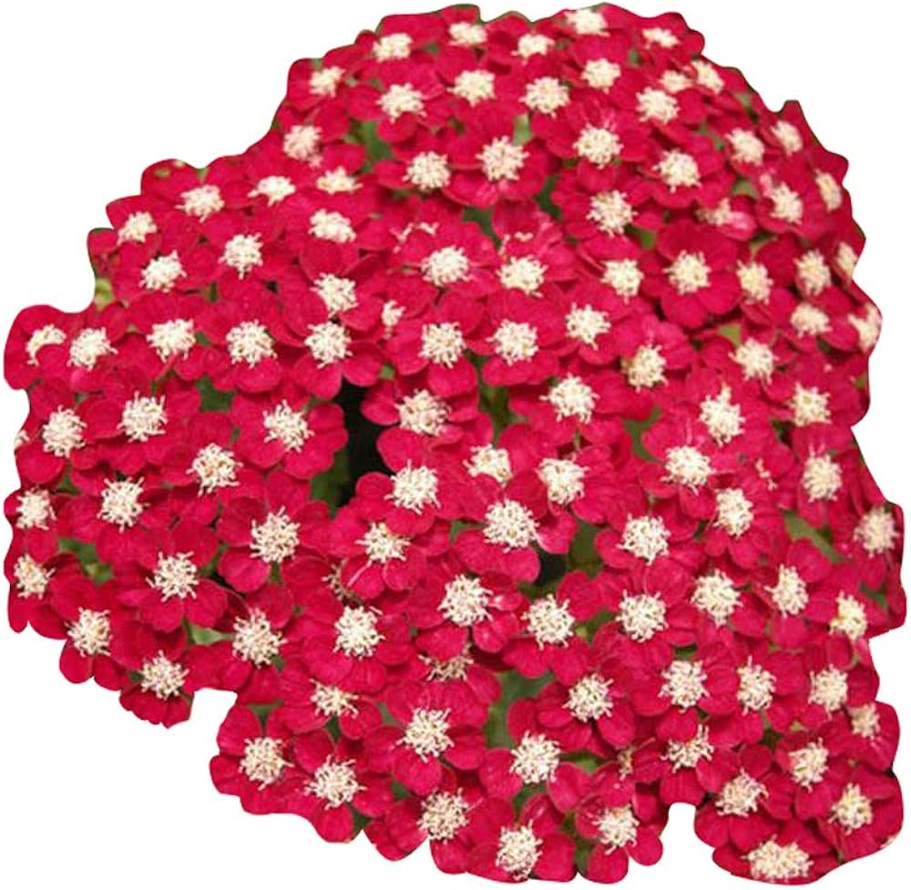 Rot achillea blume samen for anpflanzung - colorful display, heirloom & gmo free samen for home garten
 
 sale samen for anpflanzung in home garten