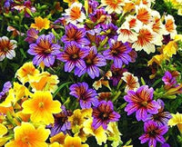 Salpiglossis Salpiglossis spp Blumensamen zur Aussaat Blume Beet