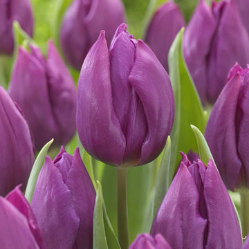 Lila tulips blume samen for anpflanzung fragrant blossoms heirloom & gmo free samen for home garten
 
 sale samen for home garten anpflanzung