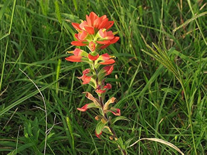 Indian paintbrush castilleja indivisa for wild garten anpflanzung