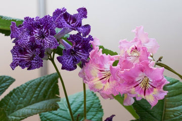 Italy cape primrose streptocarpus spp for anpflanzung in indoor garten