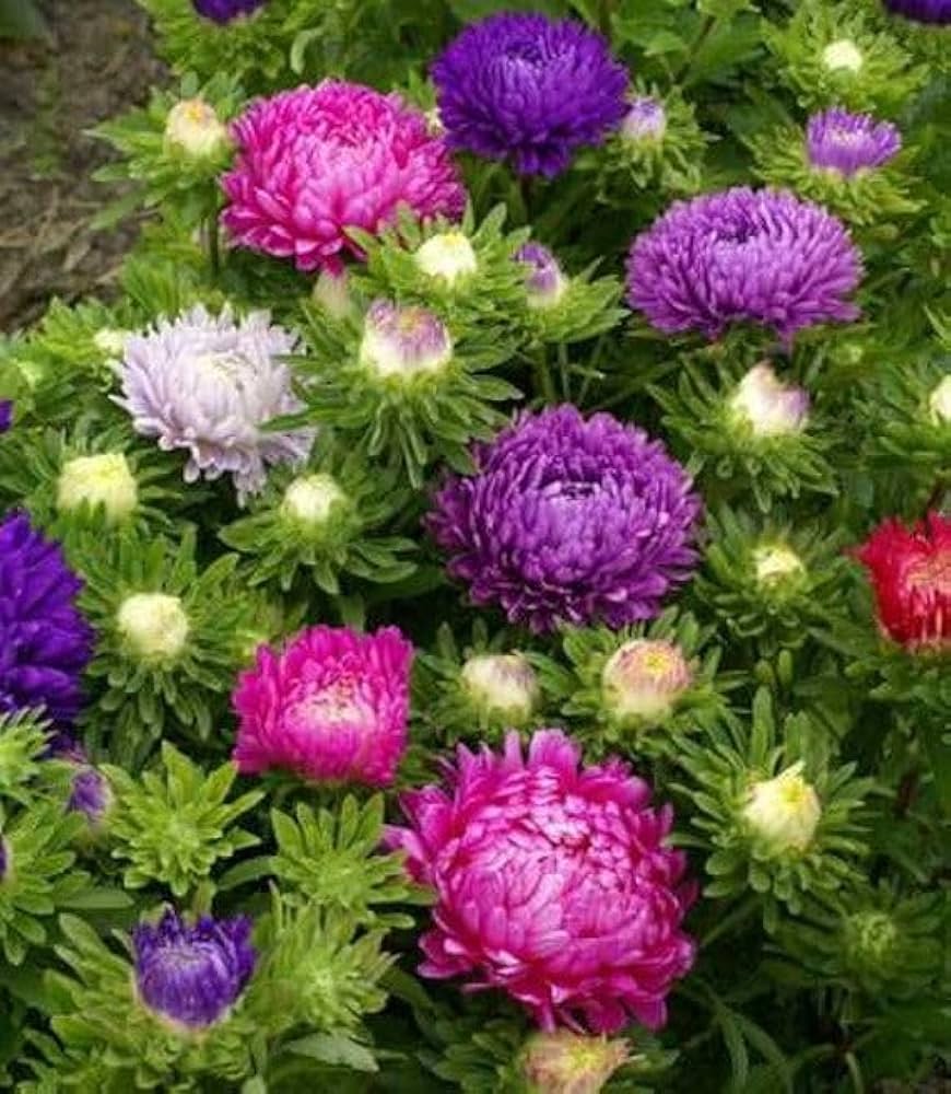 Gemischt Callistephus Blumensamen zur Aussaat hochwertige Qualitäts- Traditionssorte & ohne Gentechnik Samen Hausgarten