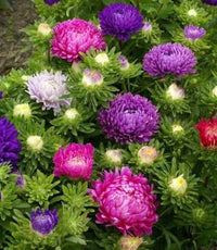Gemischt Callistephus Blumensamen zur Aussaat hochwertige Qualitäts- Traditionssorte & ohne Gentechnik Samen Hausgarten