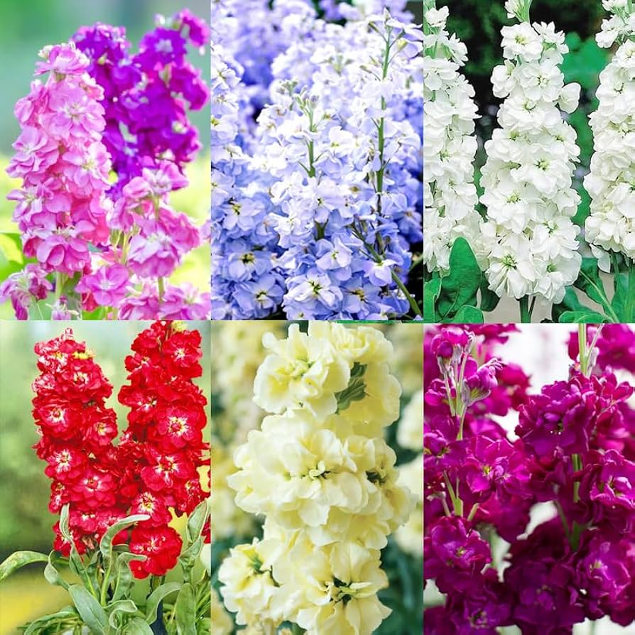 Levkoje Blumensamen zur Aussaat Anzucht Traditionssorte & ohne Gentechnik Samen Hausgarten