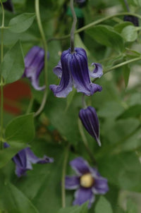 Waldrebe 'Rooguchi' Waldrebe spp Blumensamen zur Aussaat Garten