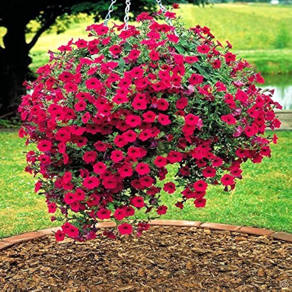 Petunie Freedom Sommer Samen zur Aussaat Blume Pots City Gärten
