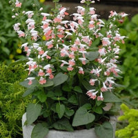 Summer jewel rosa salvia nemorosa for anpflanzung in cottage garten