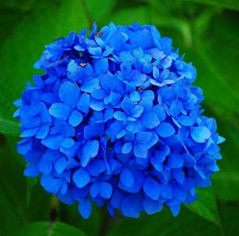 Deep blau hydrangea blume samen for anpflanzung - bright blooms, heirloom & gmo free samen for home garten
 
 sale samen for anpflanzung in home garten
