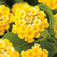 hell Gelb Wandelröschen Blumensamen zur Aussaat Garten beliebt Traditionssorte & ohne Gentechnik Samen Hausgarten