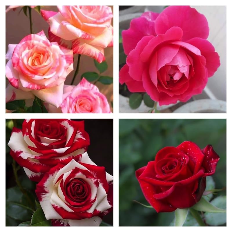 Rosa Mischung Ruby Rose Blumensamen zur Aussaat leuchtend Blüten Traditionssorte & ohne Gentechnik Samen Hausgarten