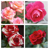 Rosa Mischung Ruby Rose Blumensamen zur Aussaat leuchtend Blüten Traditionssorte & ohne Gentechnik Samen Hausgarten