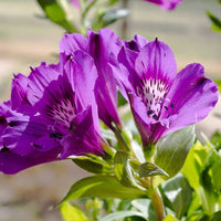 Peruvian Lilie Alstroemeria spp. Blumensamen zur Aussaat Blume Beet