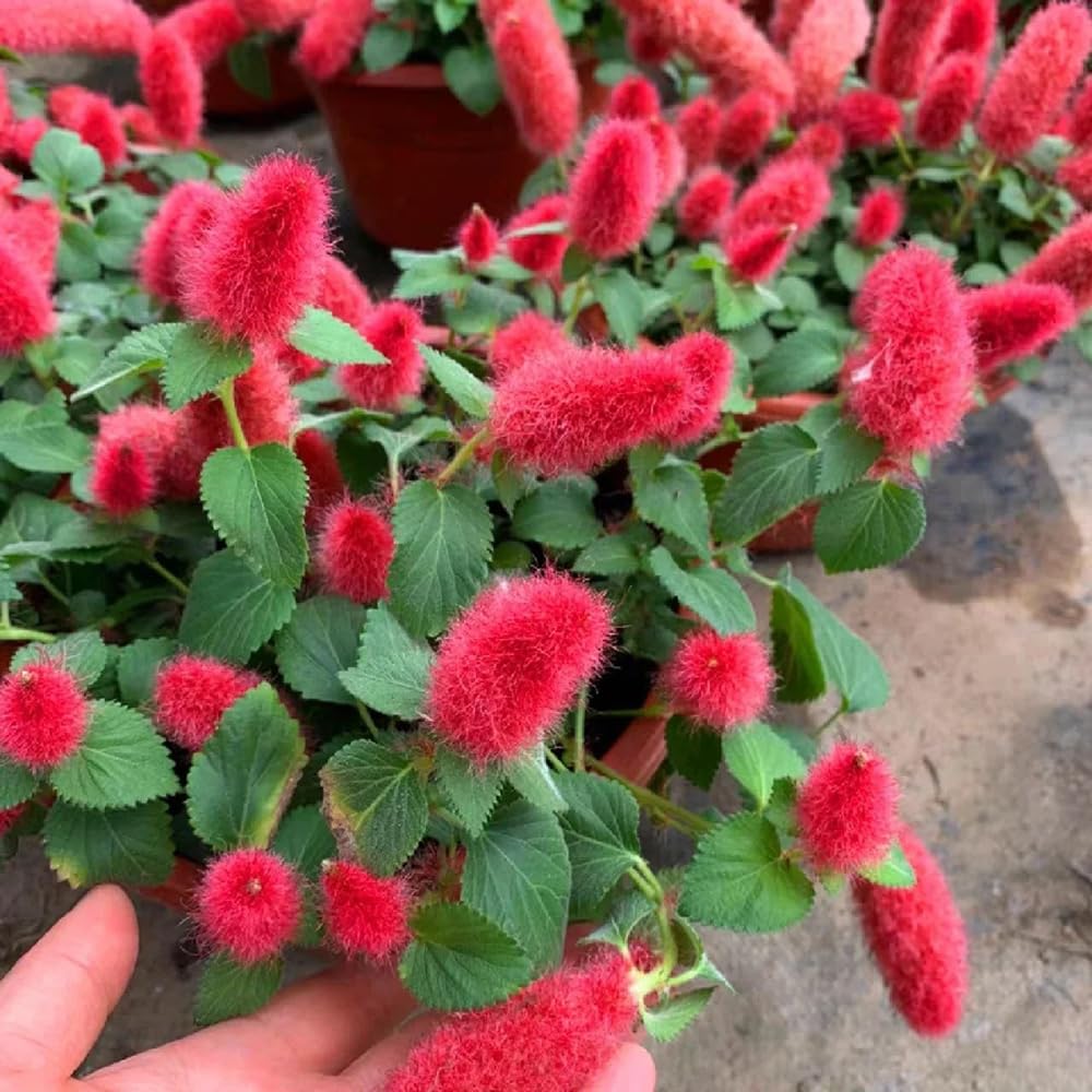 Acalypha Blumensamen zur Aussaat – robust Sorte – Traditionssorte & ohne Gentechnik Samen Hausgarten