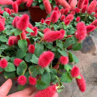 Acalypha Blumensamen zur Aussaat – robust Sorte – Traditionssorte & ohne Gentechnik Samen Hausgarten