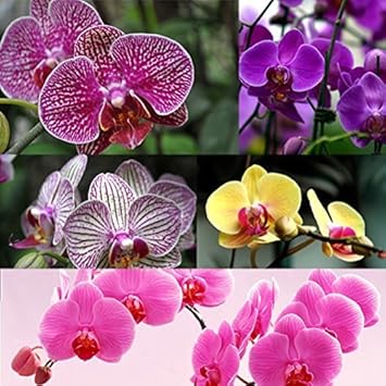 Multi-colored phalaenopsis orchid blume samen for anpflanzung - long bloom season, heirloom & gmo free samen for home garten
 
 sale samen for home garten
