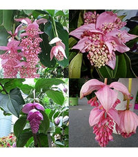 Medinilla Magnifica Blumensamen zur Aussaat – Schnitt Blume beliebt – Traditionssorte & ohne Gentechnik Samen Hausgarten