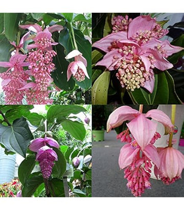 Medinilla Magnifica Blumensamen zur Aussaat – Schnitt Blume beliebt – Traditionssorte & ohne Gentechnik Samen Hausgarten