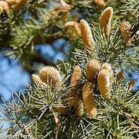 Cedrus deodara tree samen for anpflanzung - cut blume favorite, heirloom & gmo free samen for home garten
 
 sale samen for home garten