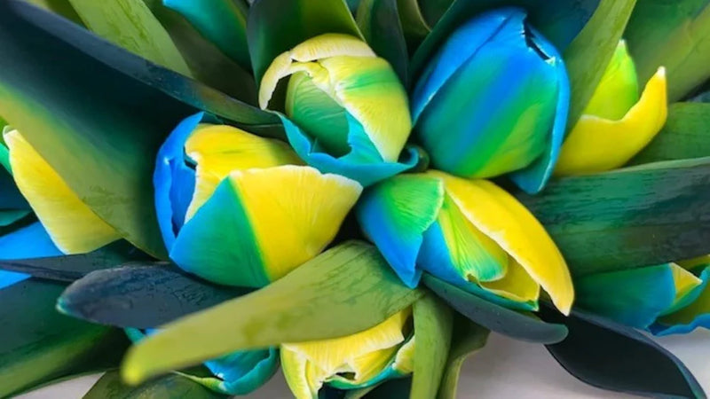 Gelb Blau Tulpe Blumensamen zur Aussaat leuchtend Blüten Traditionssorte & ohne Gentechnik Samen Hausgarten